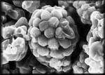 arsenic -SEM, The round blobs are framboidal pyrite, which is suspected to be a candidate arsenic 