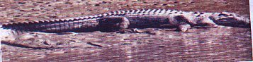 Save Crocodil, Sunderbans