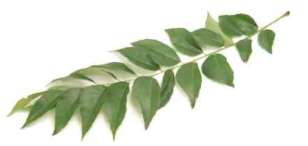 curry leaf