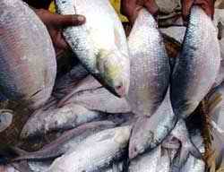 national fish- hilsa