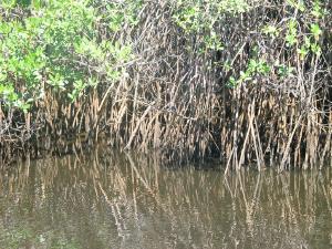 mangrove, eastern brazil