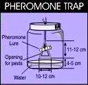 Pheromone trap
