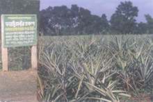 ananas plantation