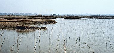 Chakuria Mangrove forest cleared for Shrimp Export