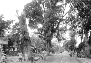 century old tree